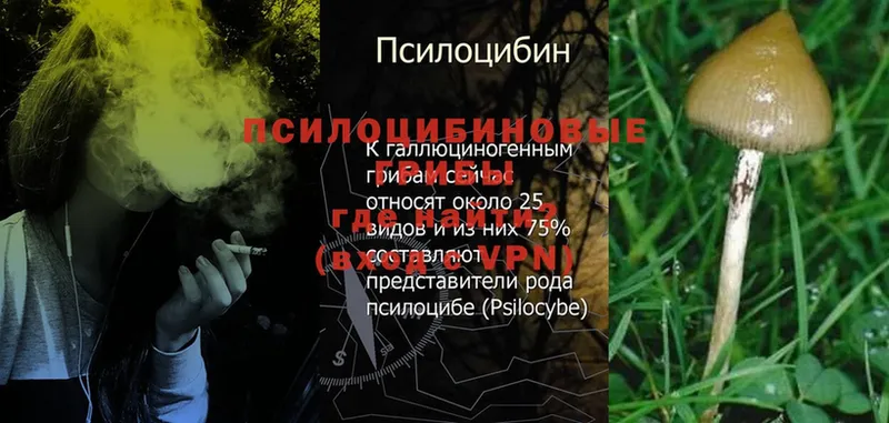 где продают   Кувшиново  OMG маркетплейс  Псилоцибиновые грибы Psilocybe 